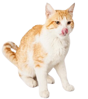 cat about