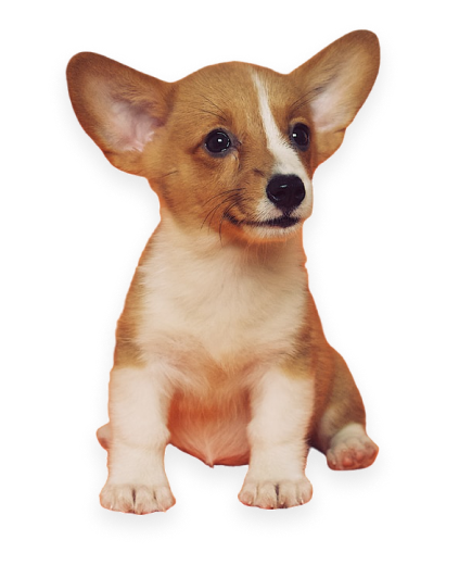 Cute dog mid