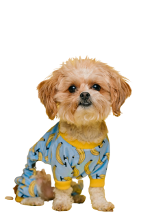 Cute Small Pet